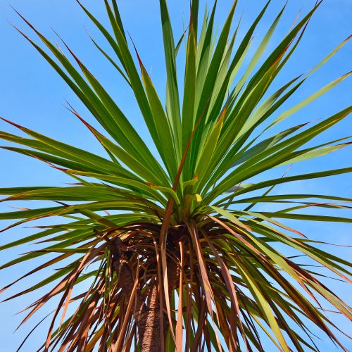 PALMERAS